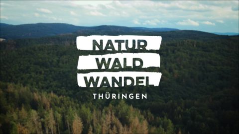 Music for Videos - Natur Wald Wandel